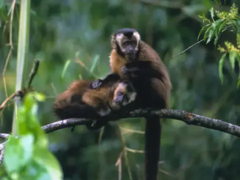 Tour 3D2N por la selva tropical del Manu desde Cusco