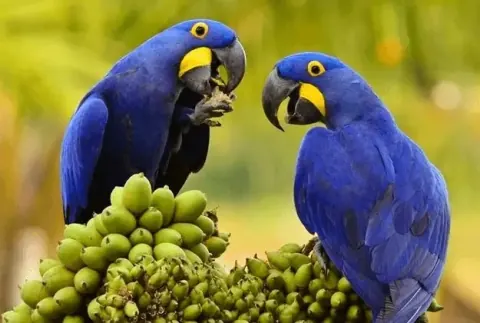 Excursiones en guacamayos 5D4N Aventura en Tambopata