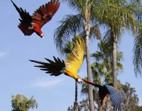 Tour 4D3N por la selva tropical del Manu desde Cusco