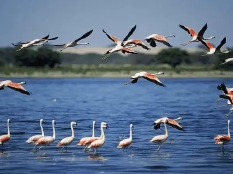 Tour 2D1N do aeroporto de Lima para Paracas, Ica, Huacachina + Linhas de Nazca