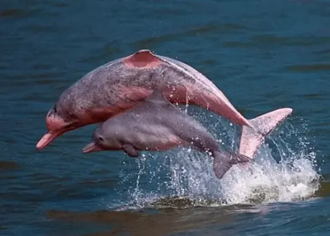 3D2N Amazonas, Pink Dolphin Tour vom Flughafen Iquitos